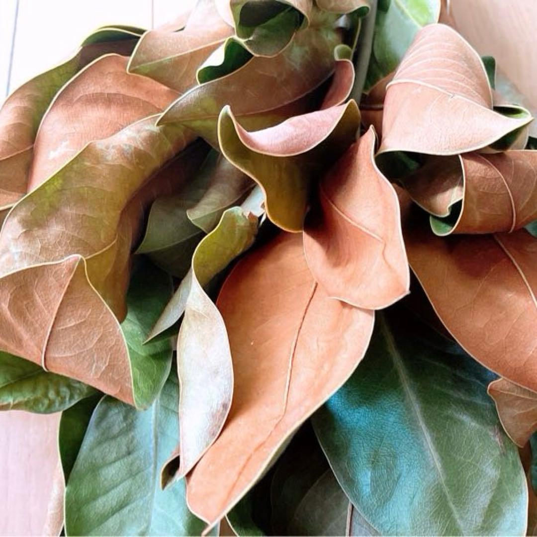 ドライフラワー❇️マグノリア❣️枝長め