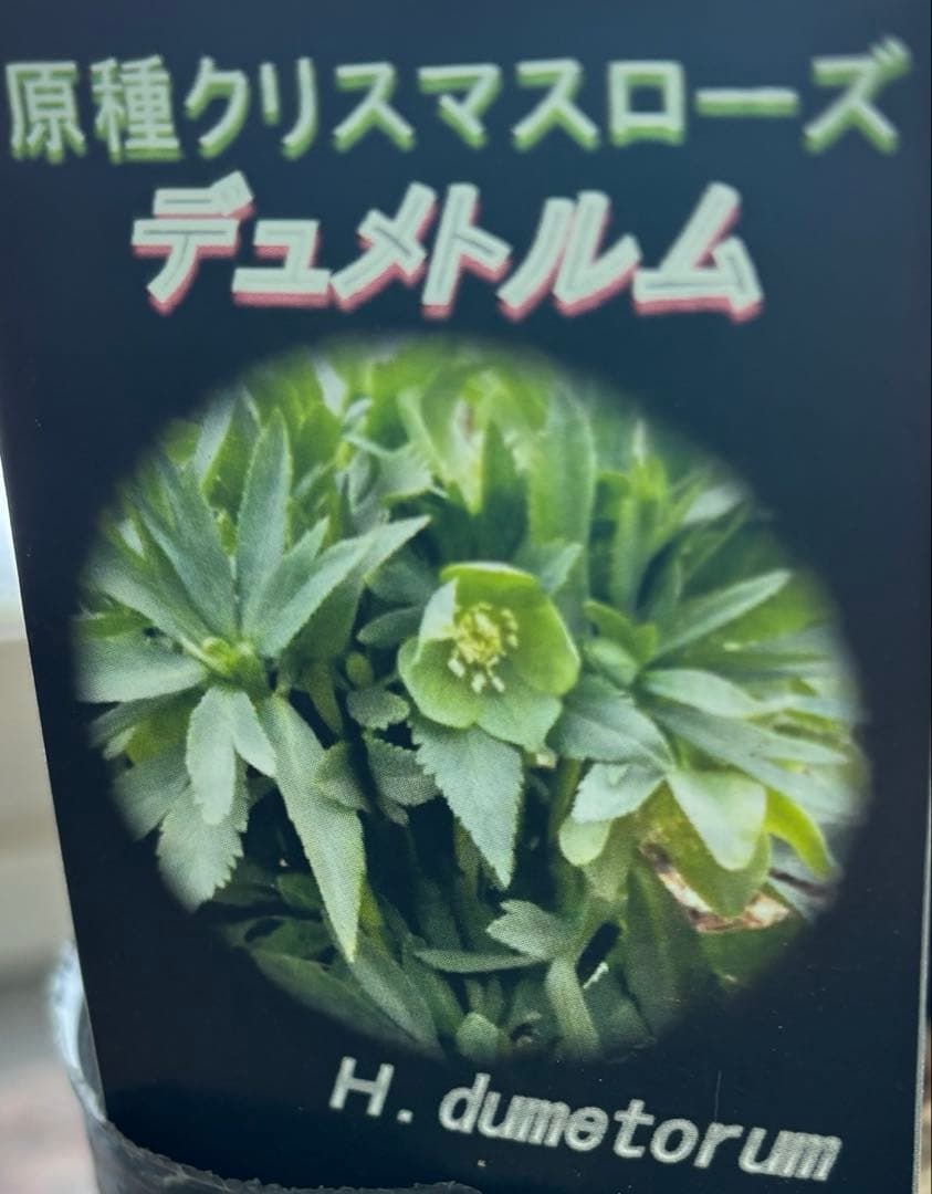 クリスマスローズ　原種　アトロルーベンス　デュメトルム　など　交配