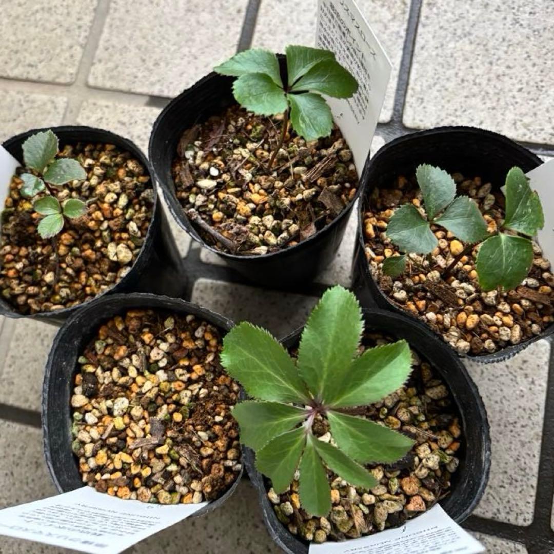 クリスマスローズ　原種　アトロルーベンス　デュメトルム　など　交配