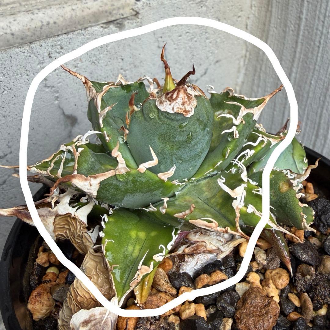 【子株】 アガベ チタノタ レジェンド ロウルサンコ産