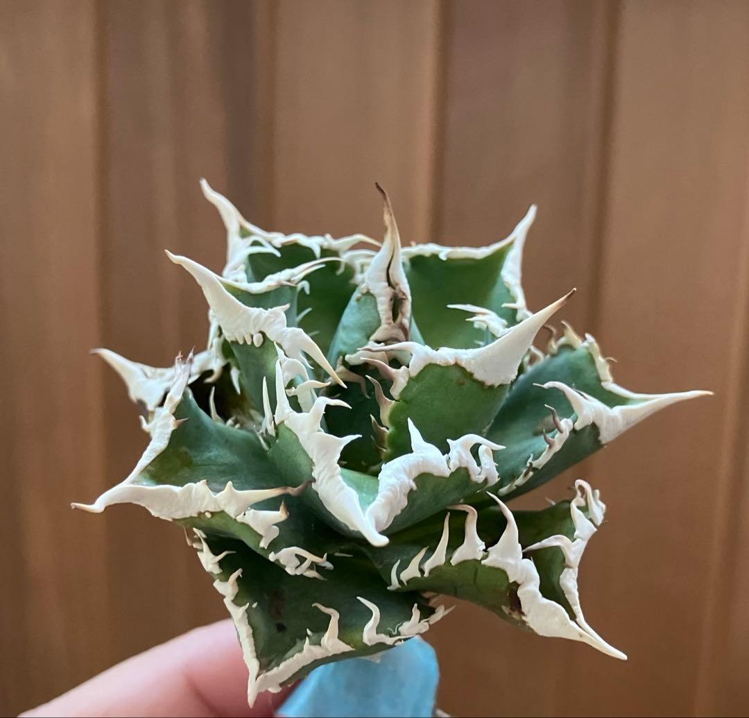 【オークション】13 ラスト1株　優秀　アガべ　白豪刺　白豪棘　TC 訳あり