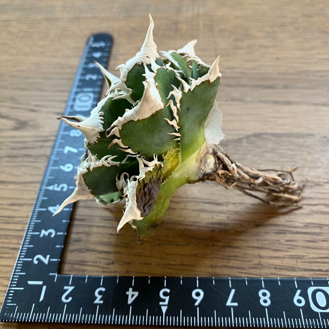 【オークション】13 ラスト1株　優秀　アガべ　白豪刺　白豪棘　TC 訳あり