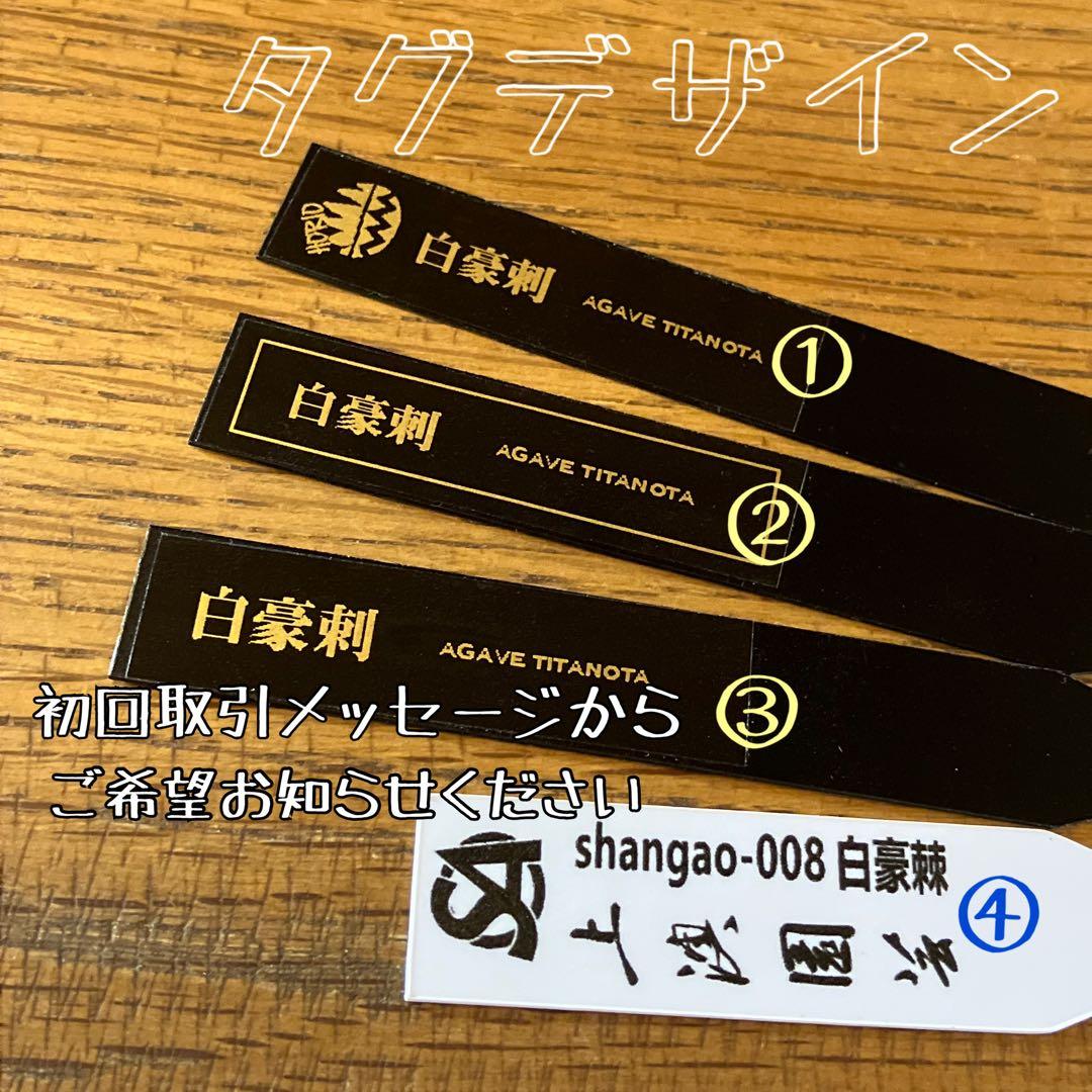 【オークション】13 ラスト1株　優秀　アガべ　白豪刺　白豪棘　TC 訳あり