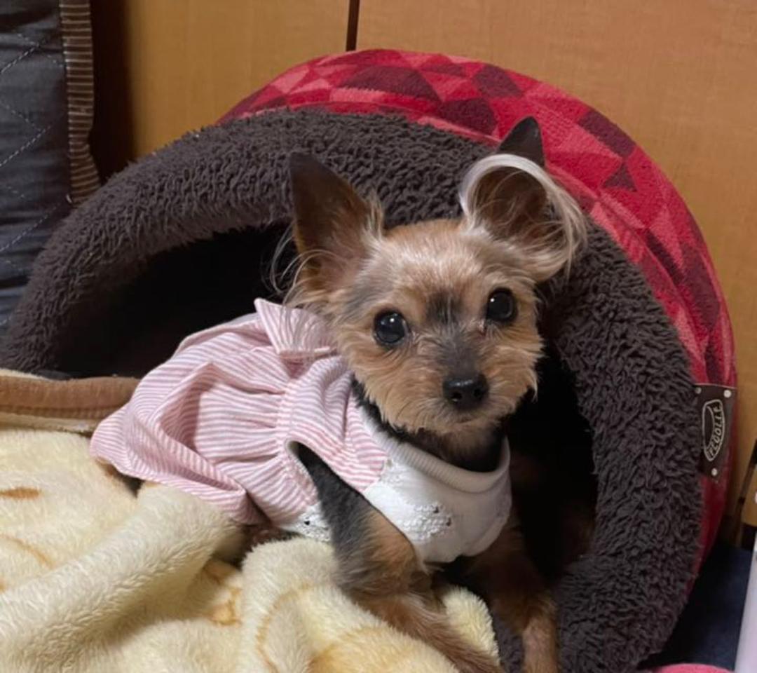 ハンドメイド犬服　ハイウエストリボンワンピ★色違いあり