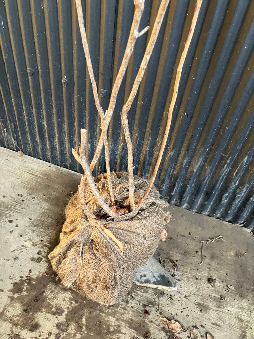 山採り　スノキ