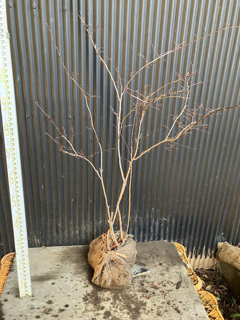 山採り　スノキ