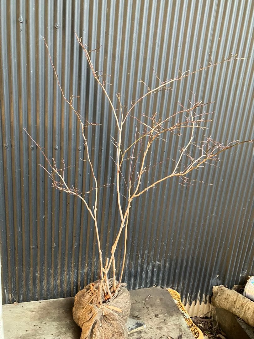 山採り　スノキ