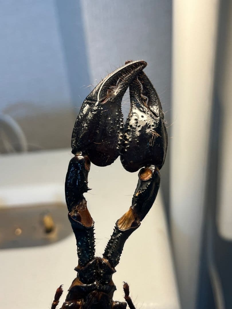 【巨大蠍標本】アジアンフォレストスコーピオン タランチュラ ムカデセンチピードカ