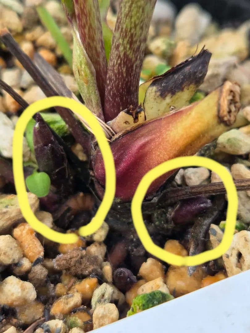 クリスマスローズ　キラメキ