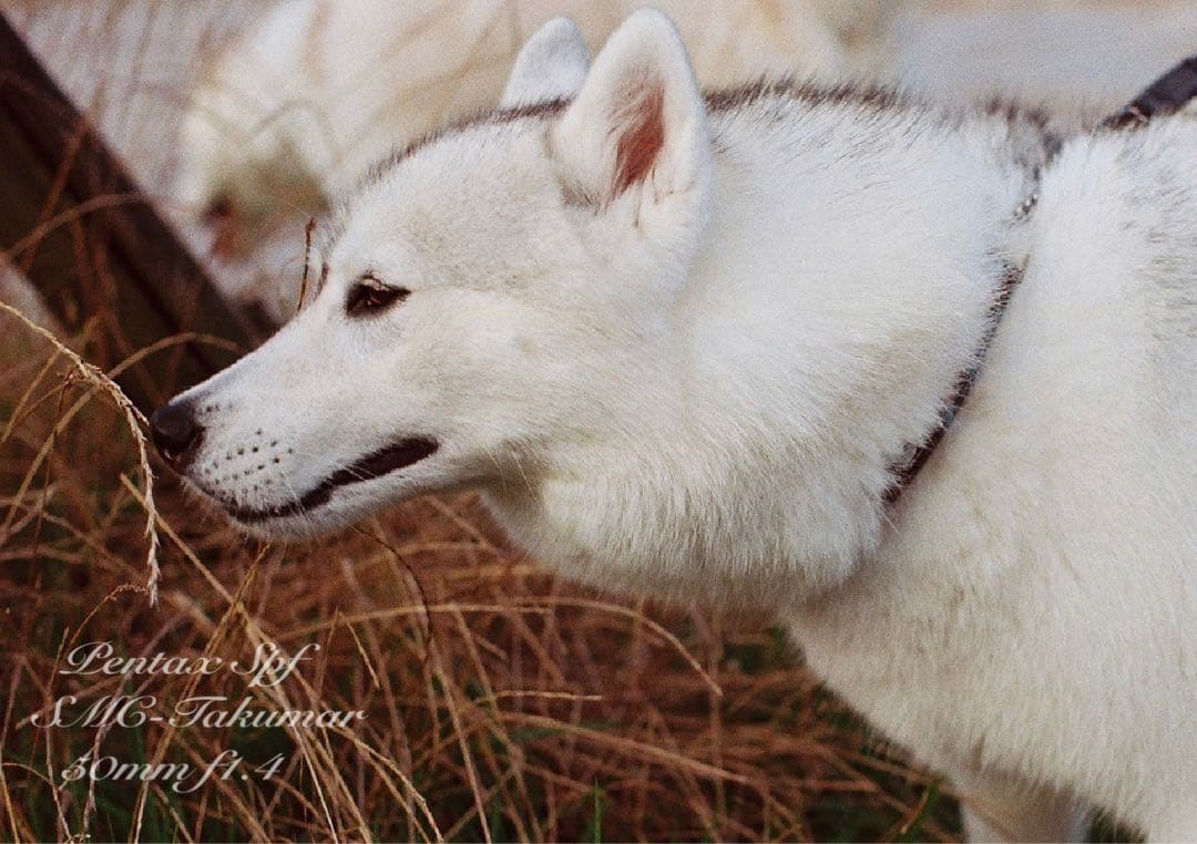 フルセット!完動品＊美品＊pentax spf&f1.4★作例多数★初期保証