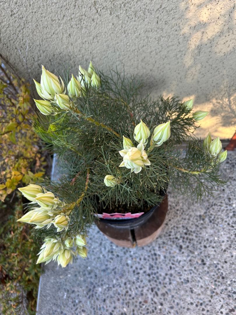 セルリアブラッシングブライド7号①