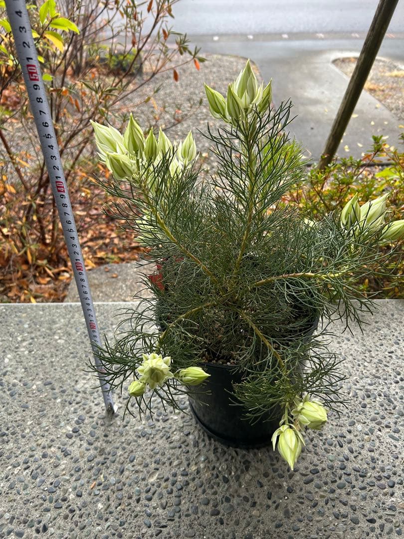 セルリアブラッシングブライド7号①