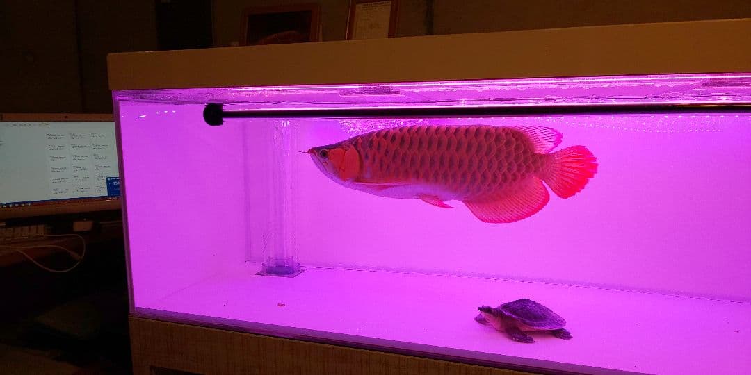 アロワナ水槽