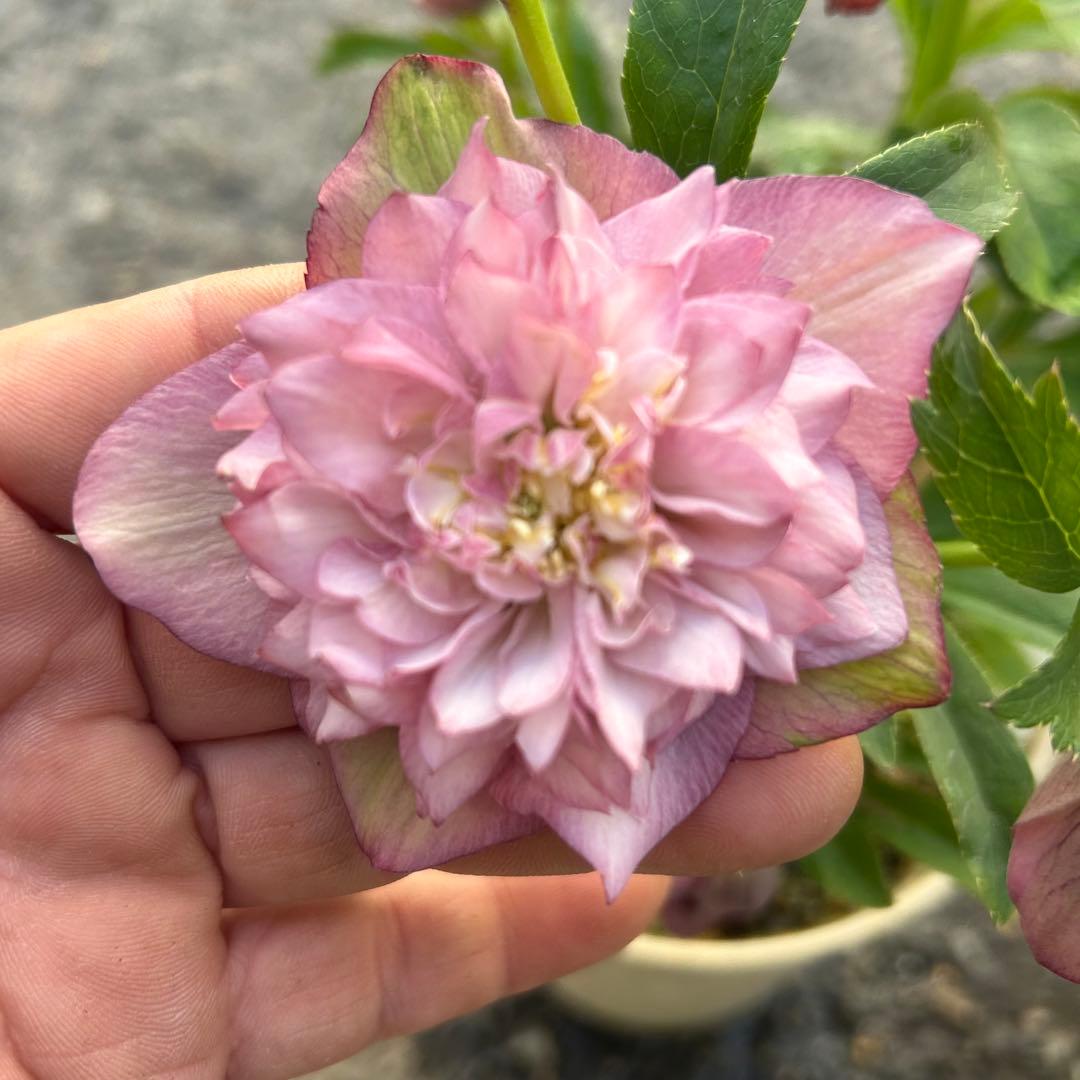 超多弁　クリスマスローズ　花2 つぼみ13 75番