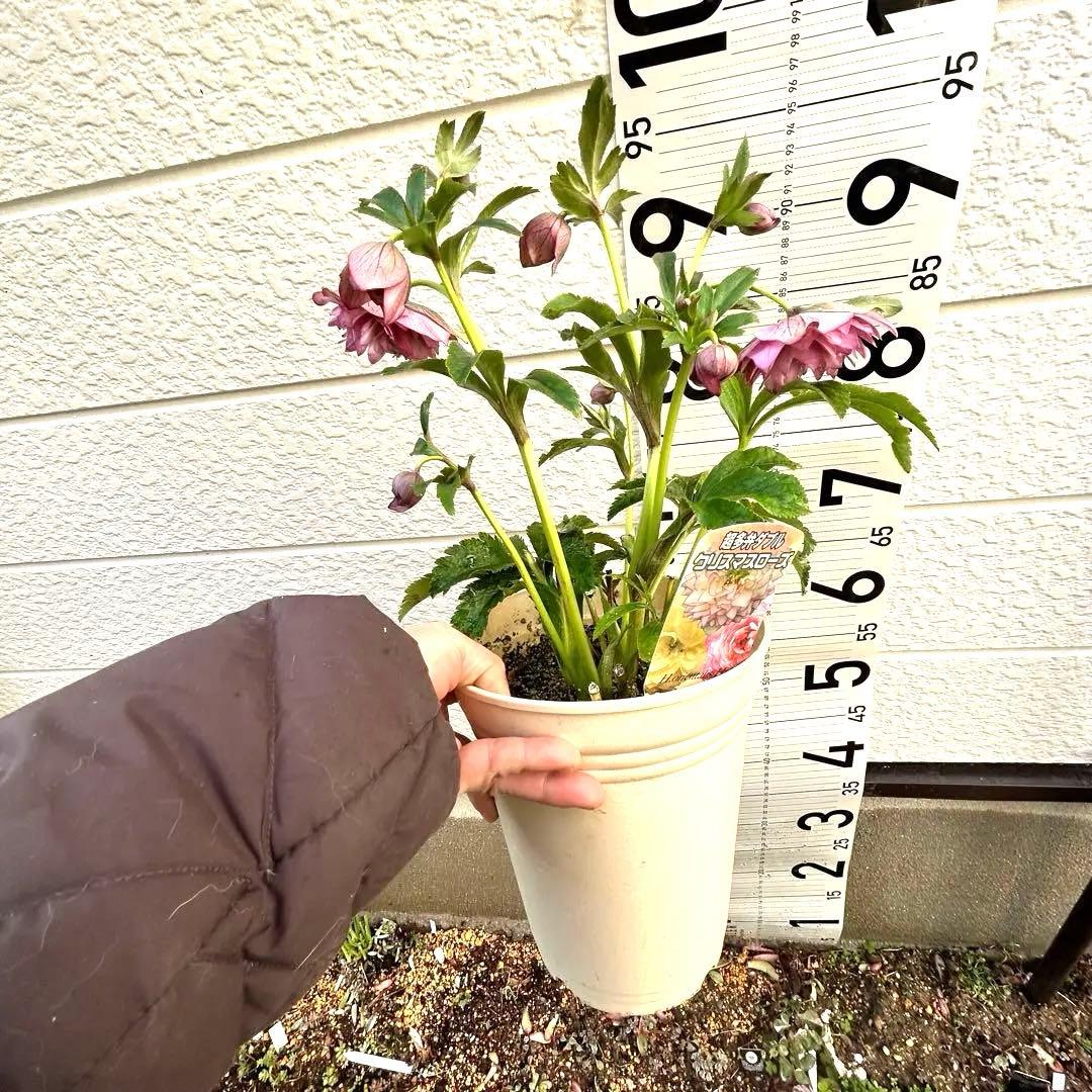 超多弁　クリスマスローズ　花2 つぼみ13 75番