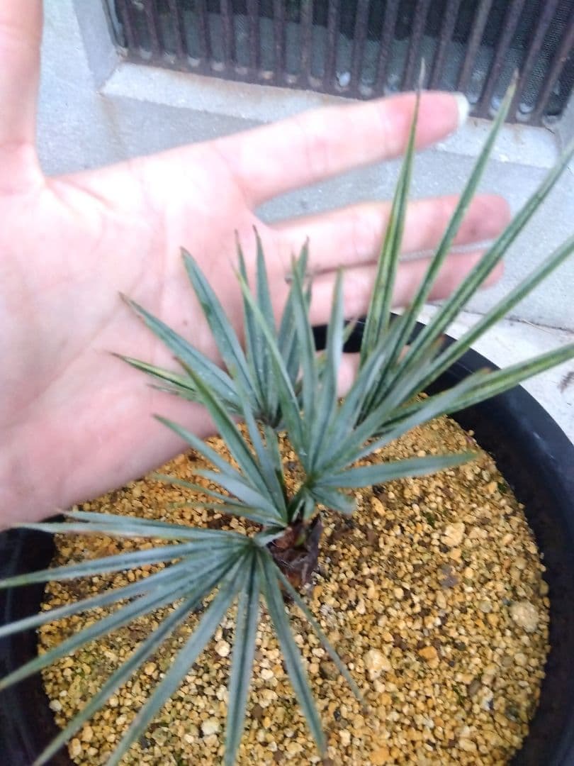 ブラヘアアルマータ　9号鉢つき　超短葉❗　⑤