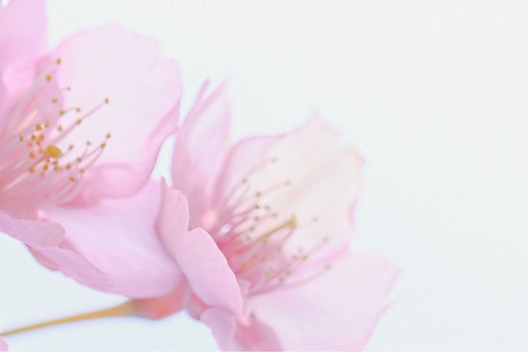 Nikon Z 6II ボディのみ