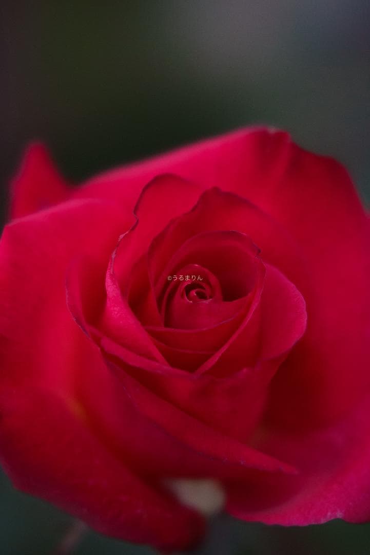 taishi様魔法のボケレンズ！SONY FE100mm F2.8 STF GM