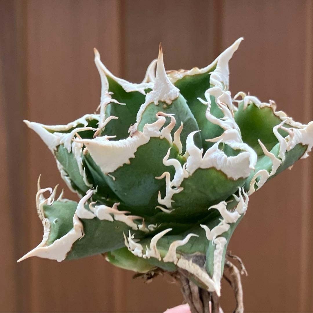 H*C様 【オークション】②選抜　太棘　子株付き　アガべ　チタノタ　白豪刺　TC