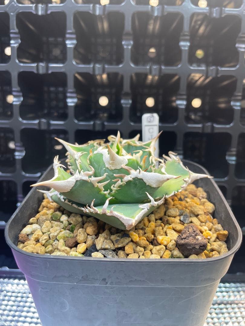 TAKENOKO SHOP アガベチタノタホオジロザメCJスペシャル ⑤