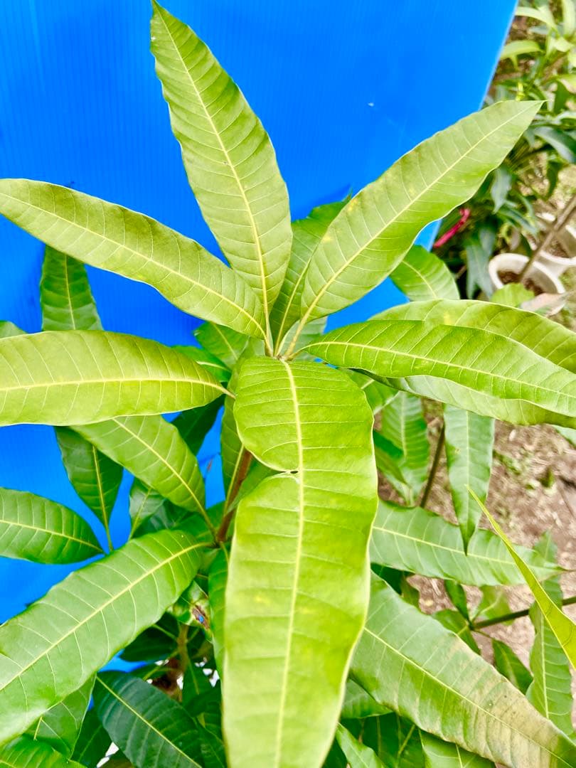 38ヤマシタマンゴー　耐寒性フルーツ