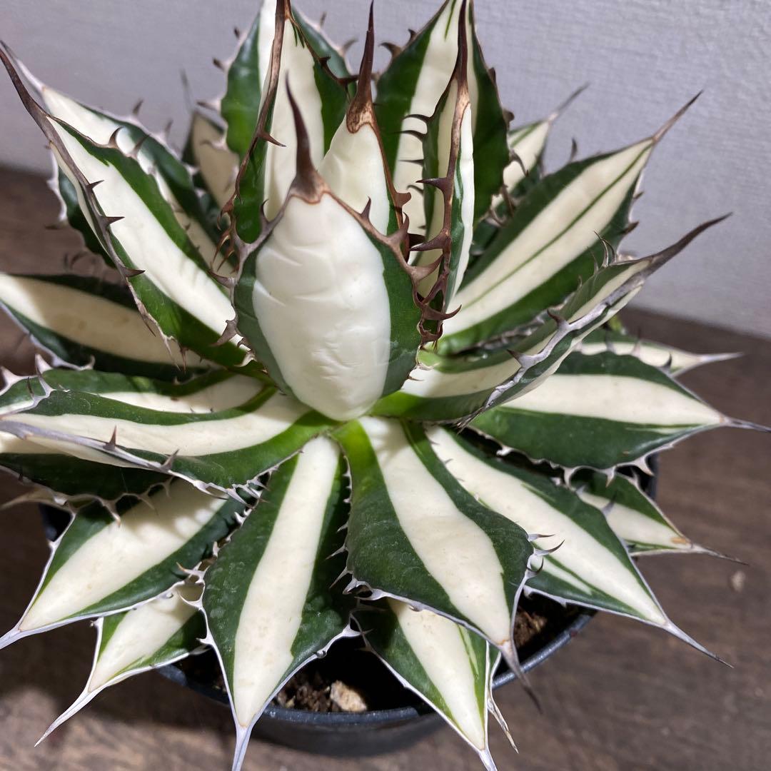 アガベ　ホリダ白中斑入　極上3