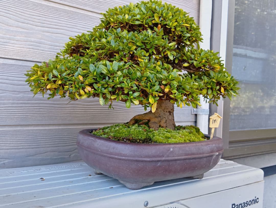 ‼️盆栽‼️皐月盆栽‼️貴婦人‼️