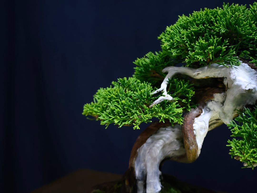 超逸品　糸魚川真柏　小品盆栽　葉性抜群　真柏　盆栽　樹高18cm