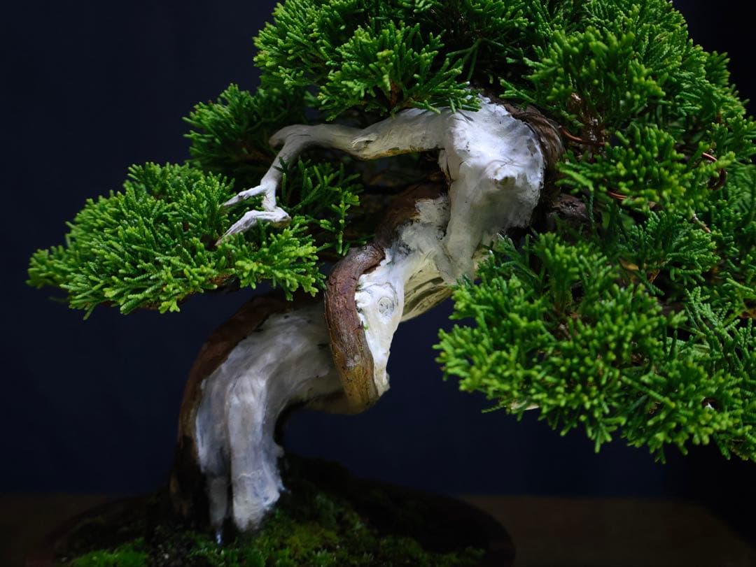 超逸品　糸魚川真柏　小品盆栽　葉性抜群　真柏　盆栽　樹高18cm