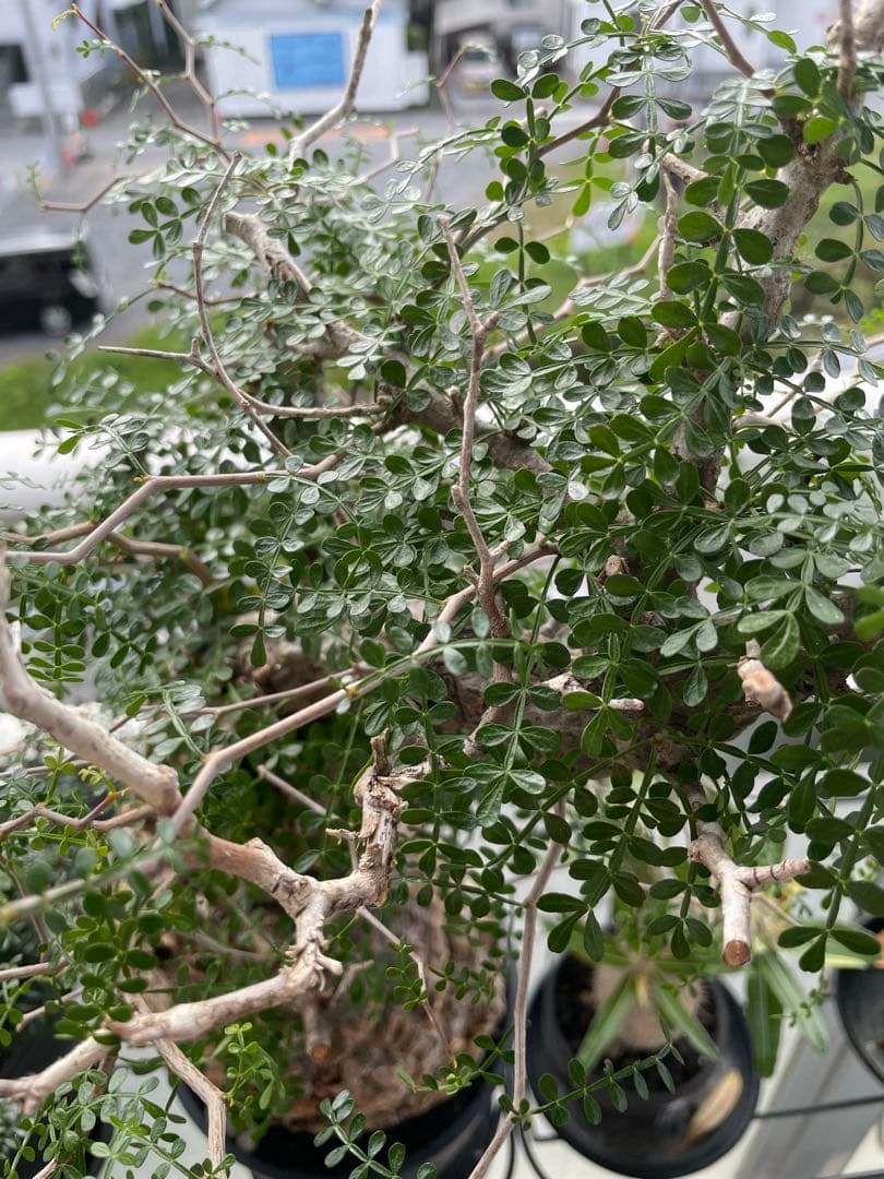 オペルクリカリアパキプス　発根3年目、パワータンクあり　最終値下げ！!