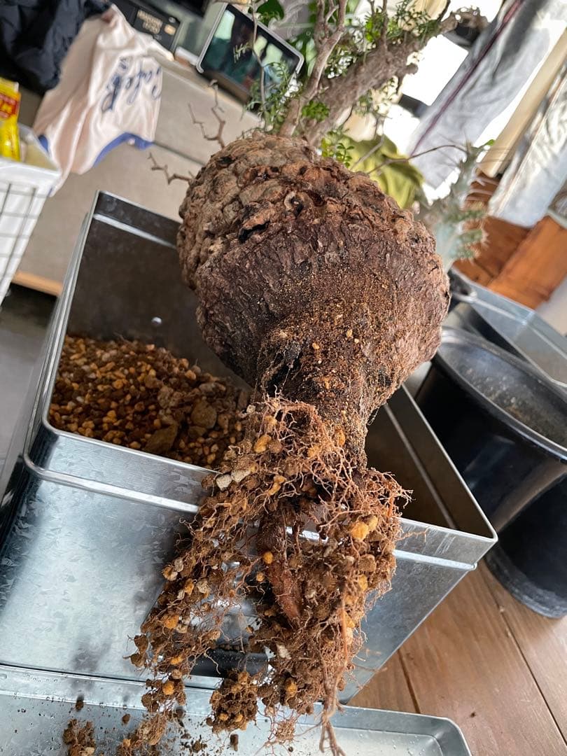 オペルクリカリアパキプス　発根3年目、パワータンクあり　最終値下げ！!