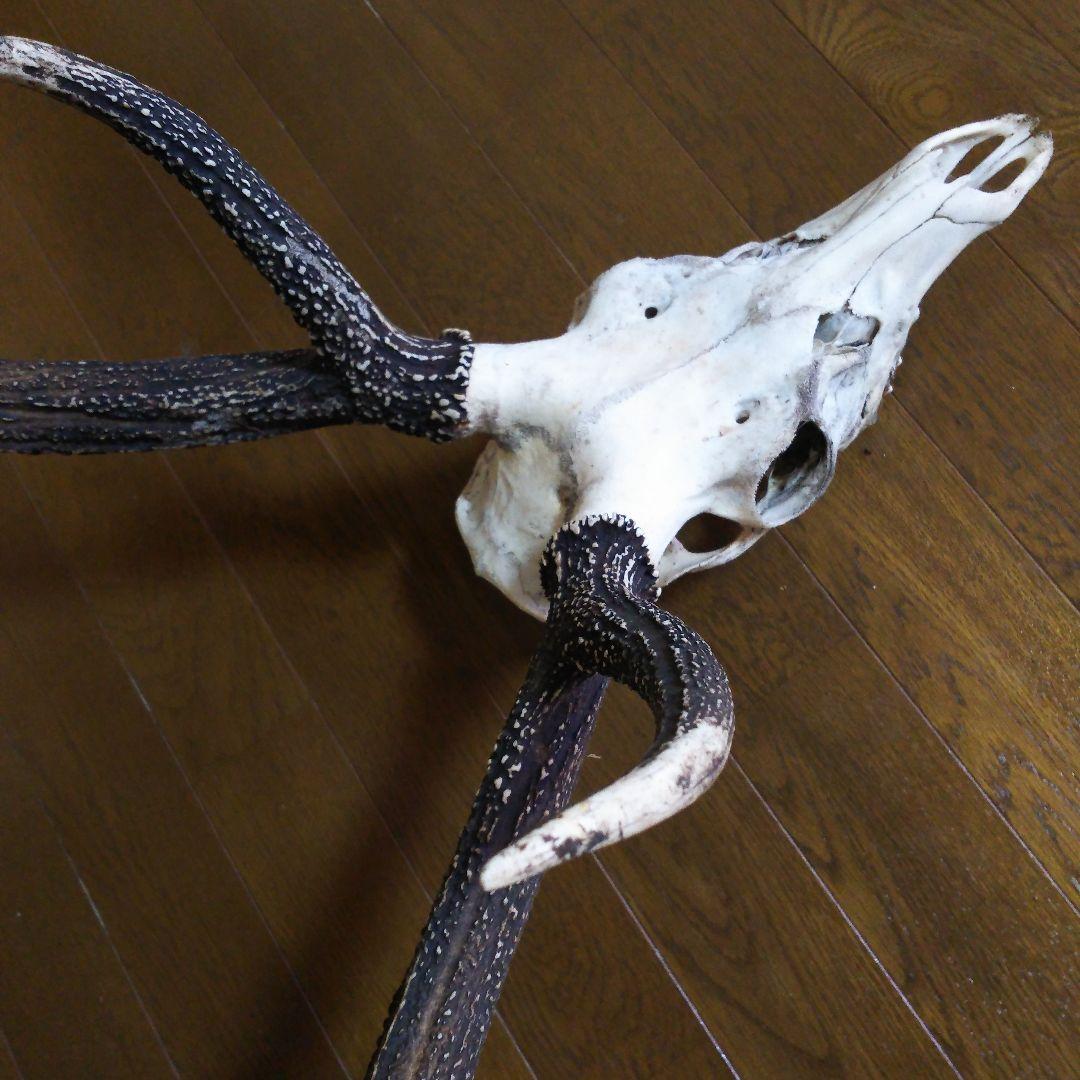 鹿の角　頭部