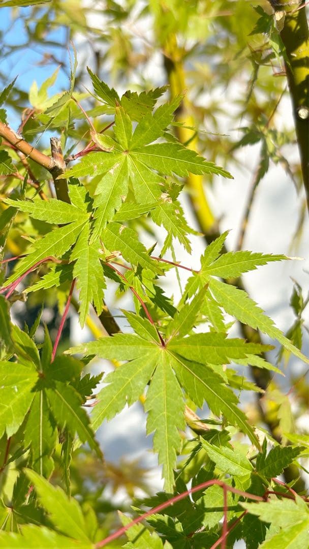 逸品。イロハモミジ大株立ち3.0M(鉢底から)