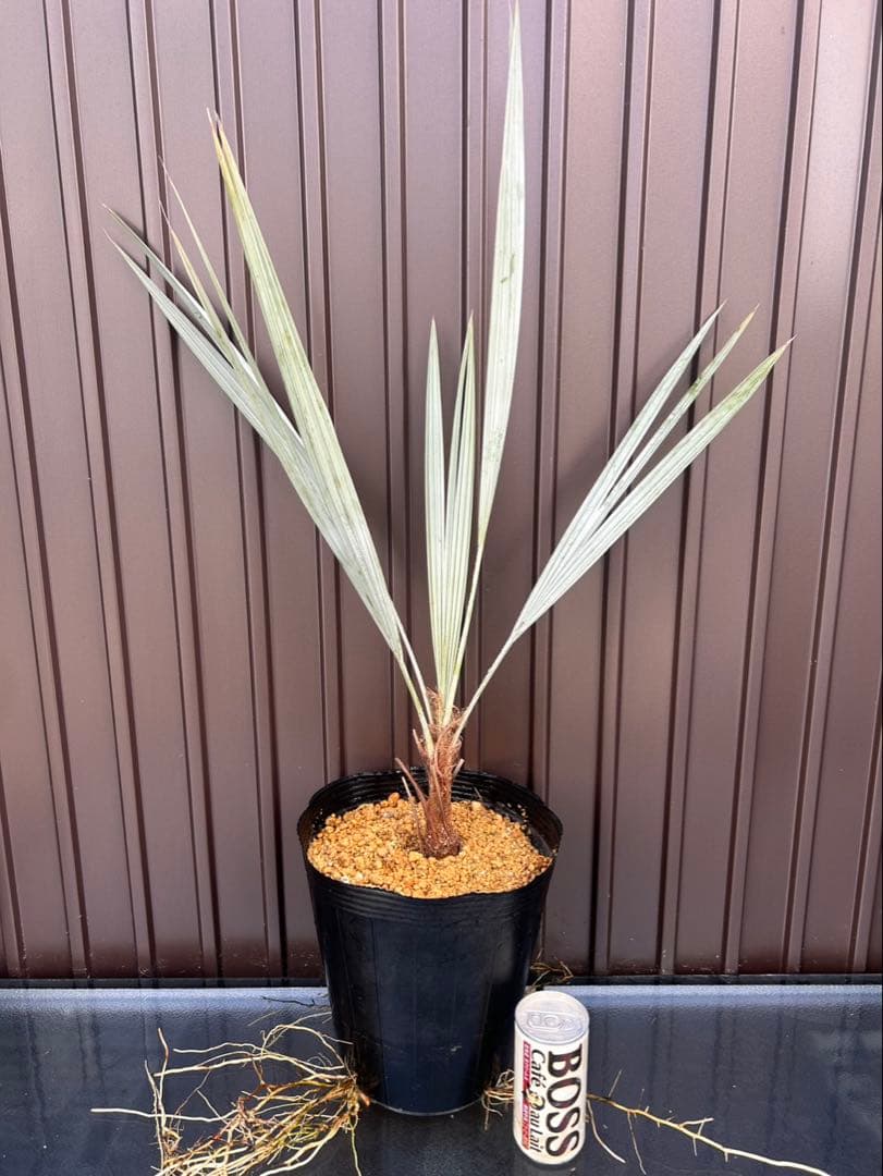 ブラヘア アルマータ K特白個体