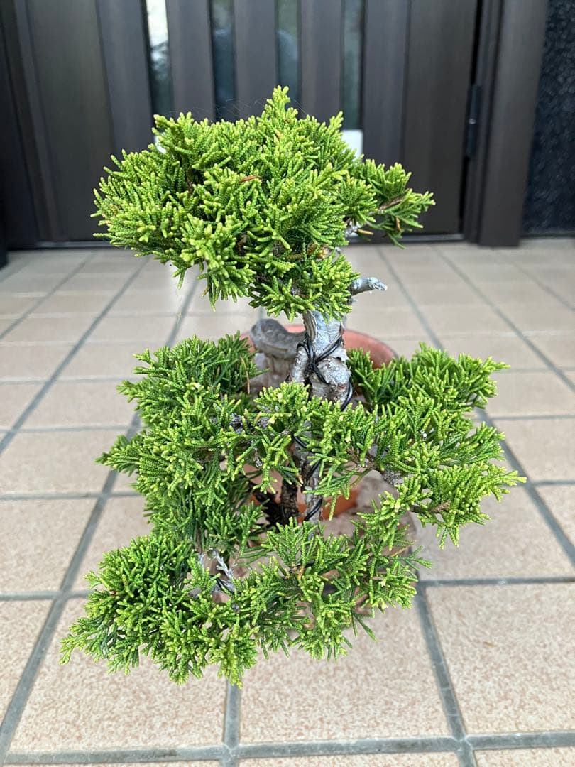★★真柏盆栽 糸魚川　半懸崖　極上品　◉超大特価2/15(日曜)迄　早いもの勝ち