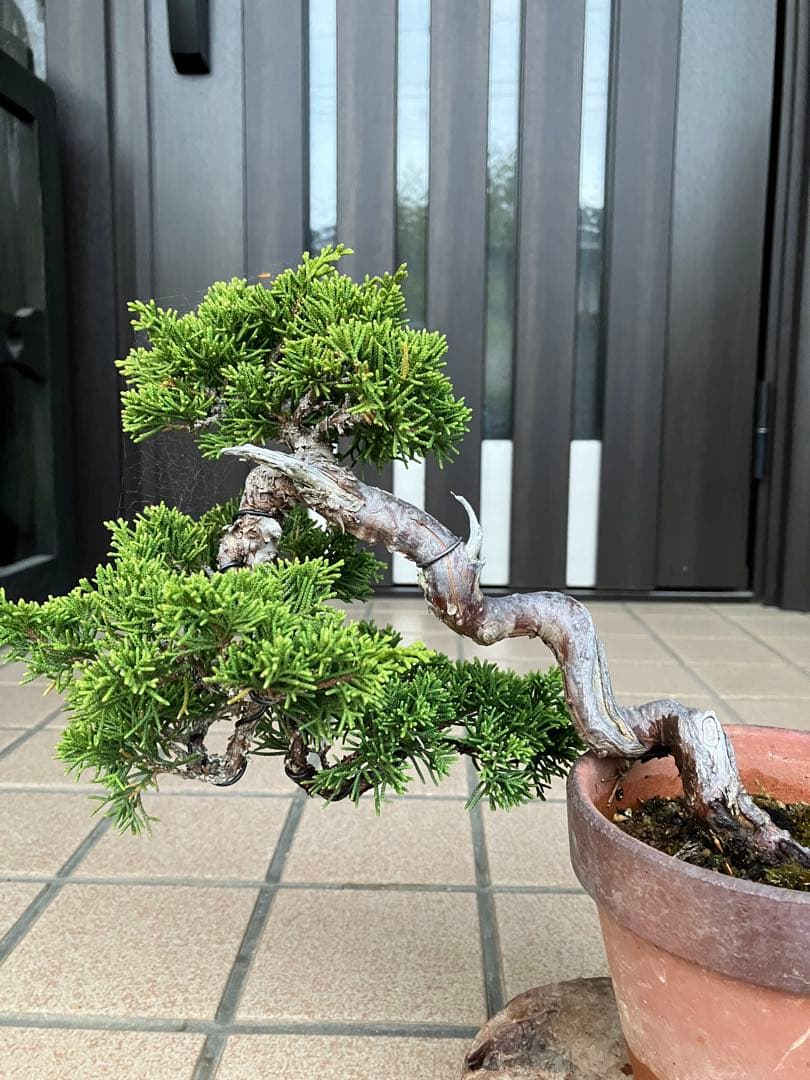 ★★真柏盆栽 糸魚川　半懸崖　極上品　◉超大特価2/15(日曜)迄　早いもの勝ち