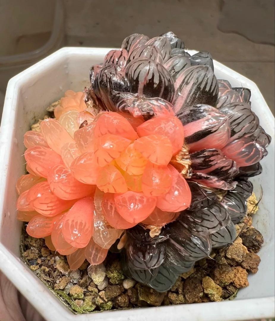 じ*む様 多肉植物　ハオルチア　藤乙オブツーサ錦　鮮明錦　群生　希少種