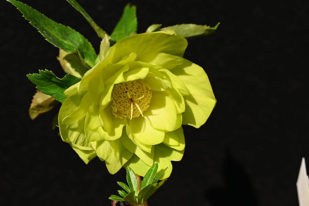 クリスマスローズ　初出品 グロッシーメロンゴールド　加藤農園