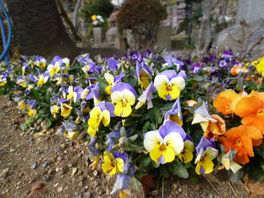 実写良⭕️【動作確認済】LUMIX Panasonic DMC-FX70