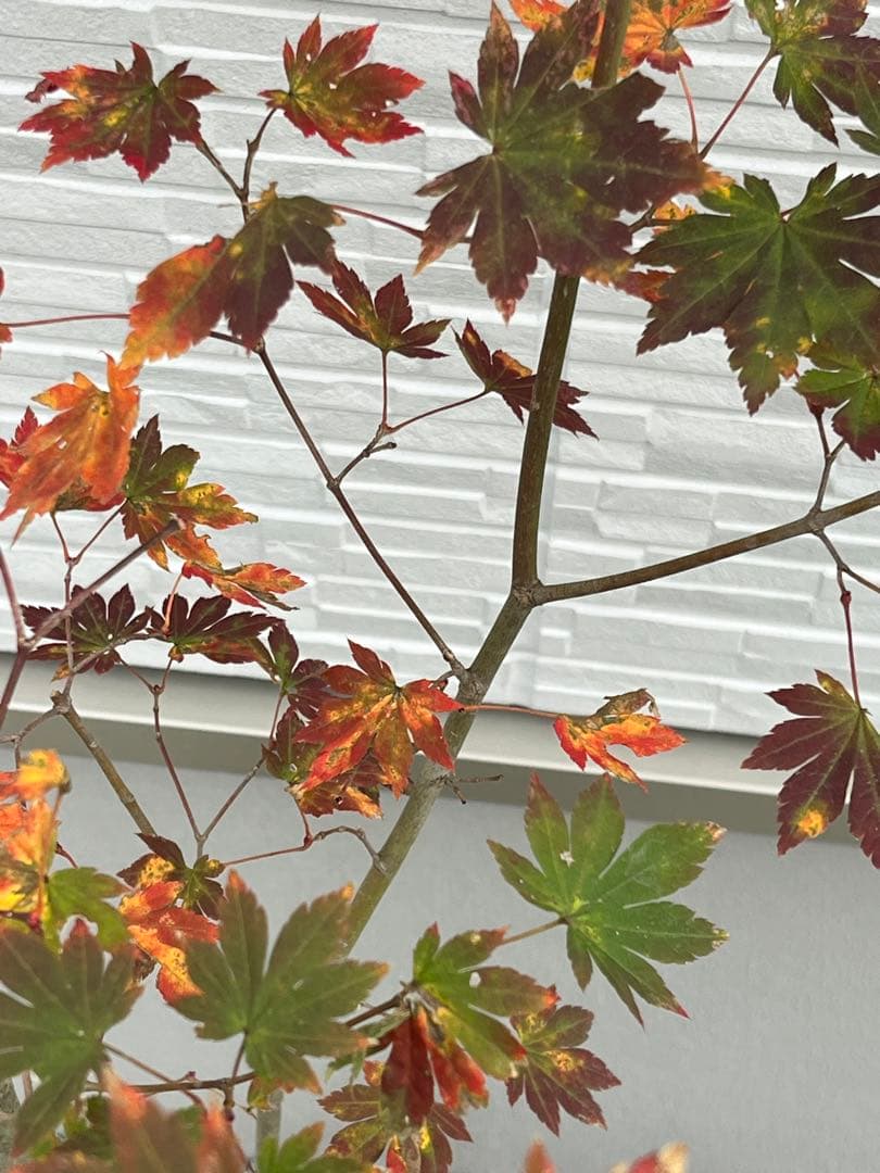 山採り天然　コハウチワカエデ　3本株立ち