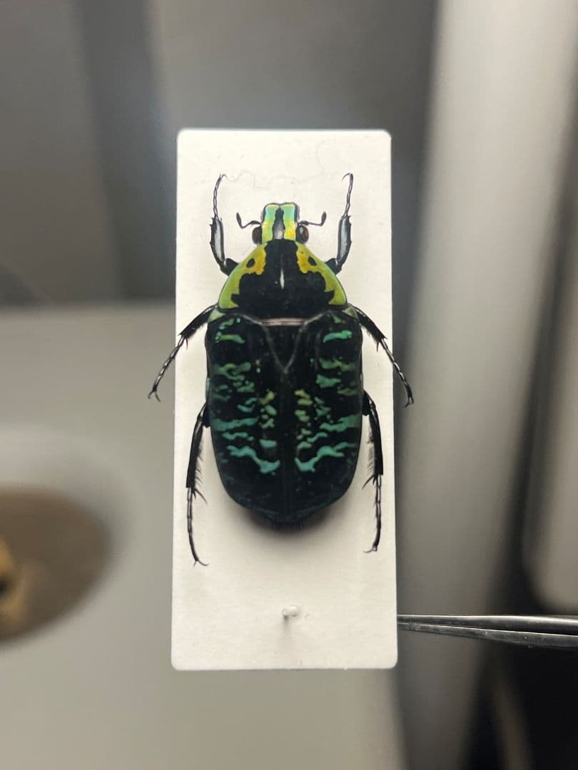 【28mm】サザナミマラガシーハナムグリ 標本 タマムシ プラチナコガネ ウグイ