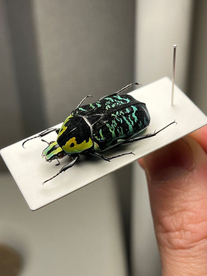 【28mm】サザナミマラガシーハナムグリ 標本 タマムシ プラチナコガネ ウグイ