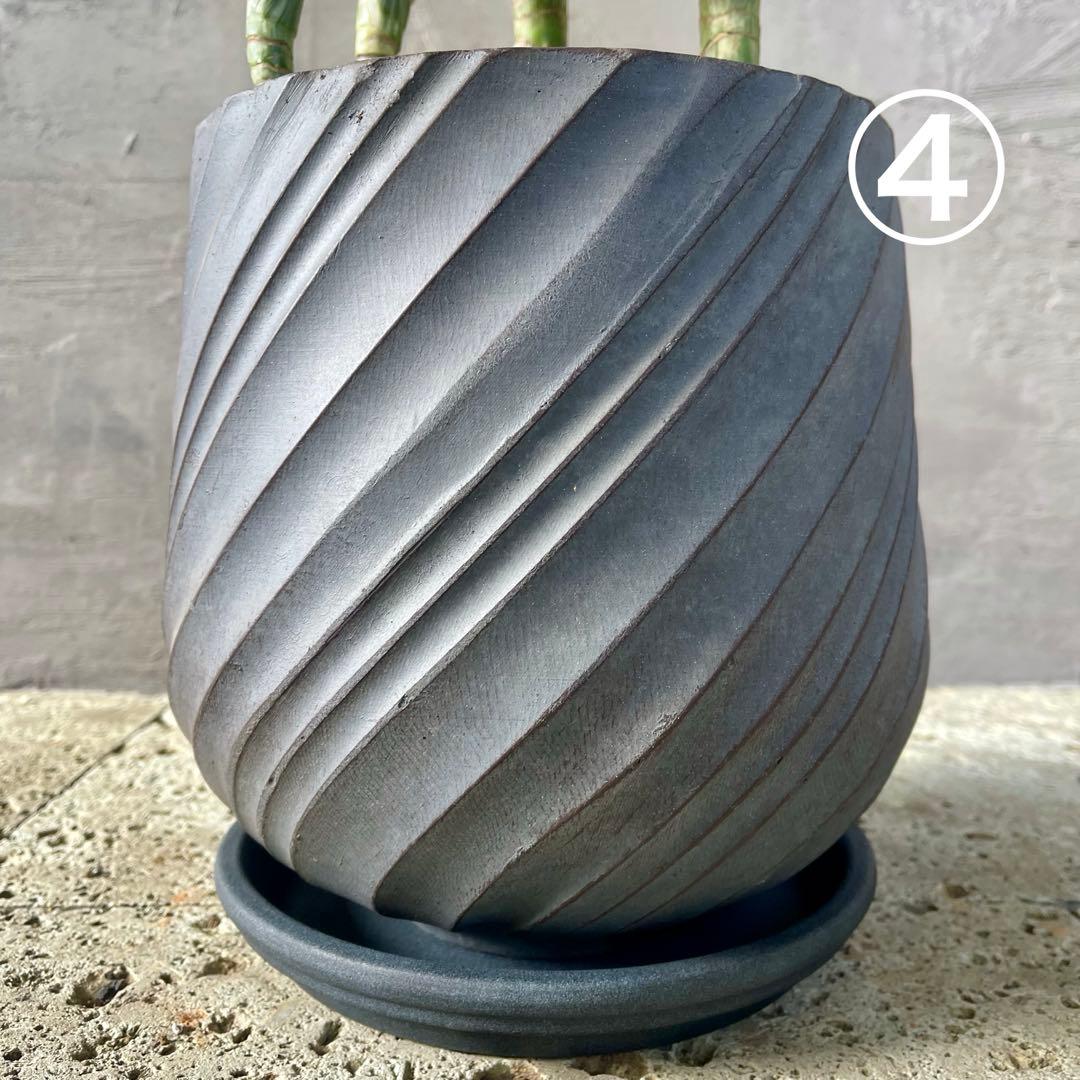 ハリー　大型　フランスゴムの木　螺旋仕立て　陶器鉢　植え込み発送