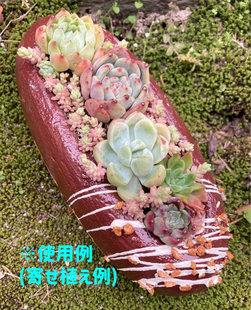 多肉植物用 モルタルパン鉢 スイーツ鉢 作家さん作品