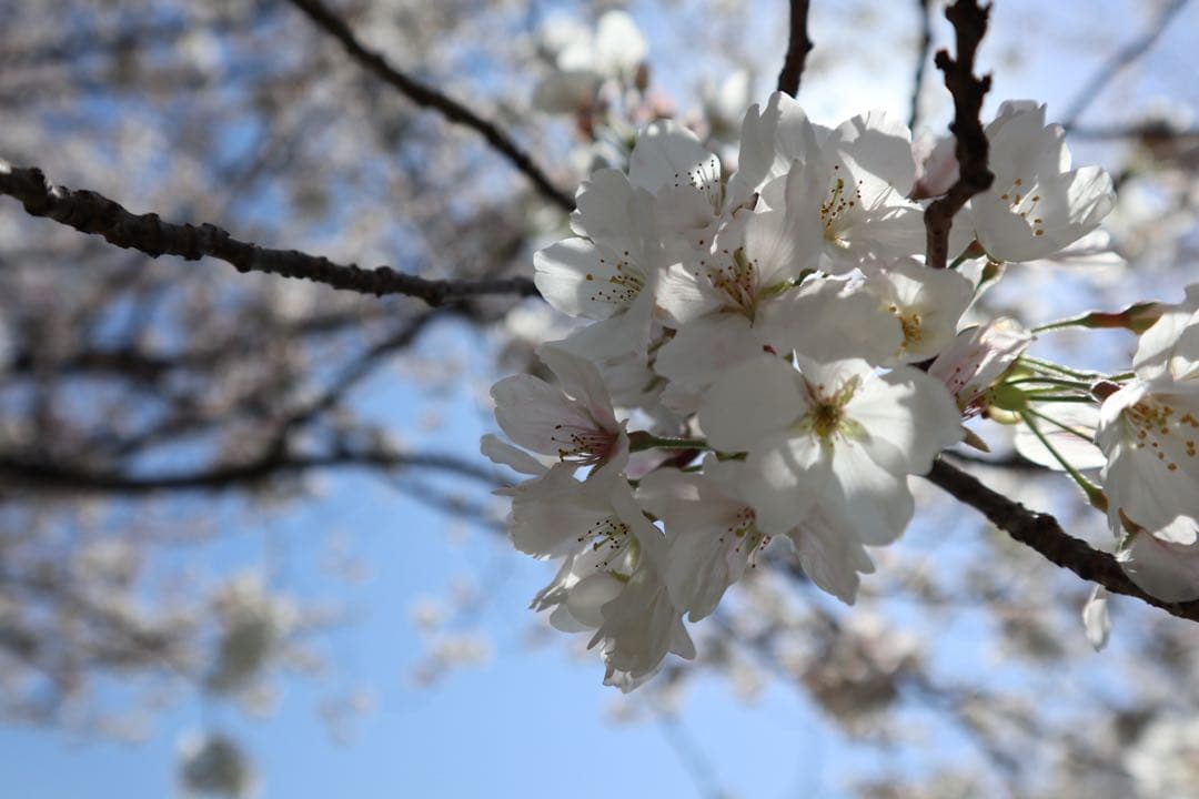 Canon　EOS　M100