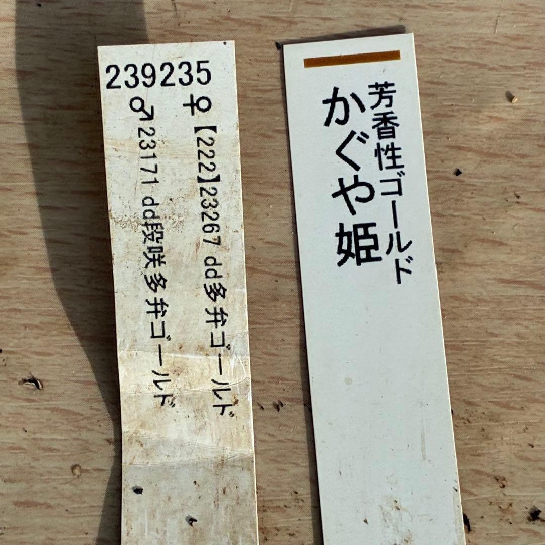 オ*ン様 3440☘️花、タグ付☘️かぐや姫⭐️爽やか強香⭐️コロコロ⭐️加藤農