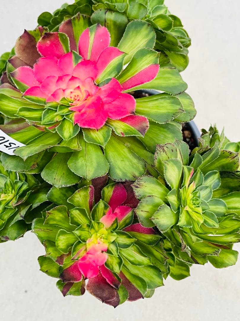 アエオニウム　チホァ（知否）群生株　#1510 メルカル便発送