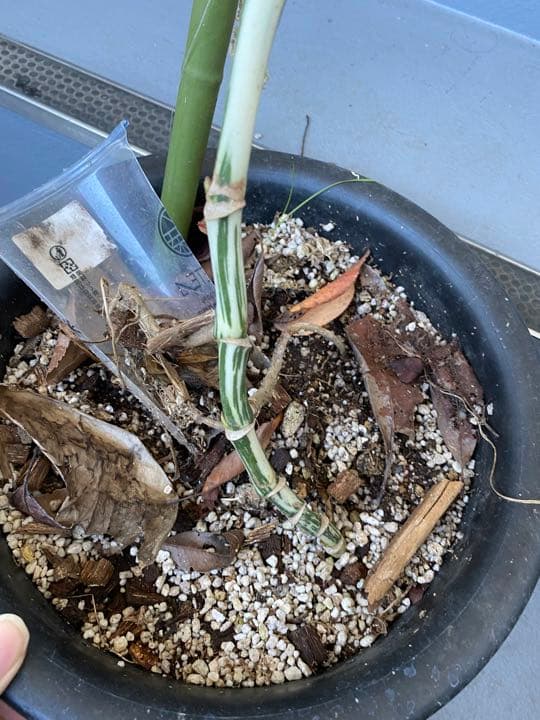 マドカズラ斑入り30節　新芽いっぱい