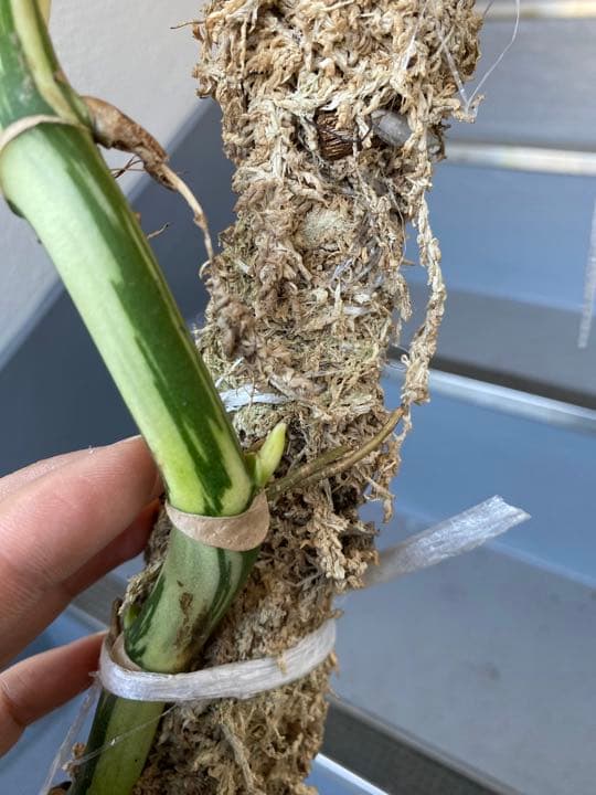 マドカズラ斑入り30節　新芽いっぱい