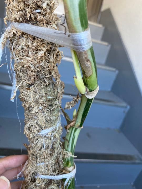 マドカズラ斑入り30節　新芽いっぱい